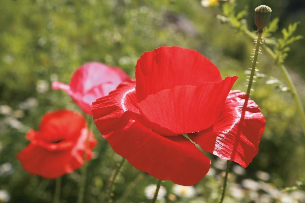 מלון קולפייטרה Oberwirt Weisses Kreuz חדר תמונה